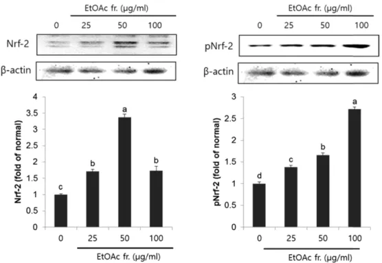Fig. 4. Expression of HO-1 and TrxR1 in LLC-PK 1  cells treated with the EtOAc fraction from P