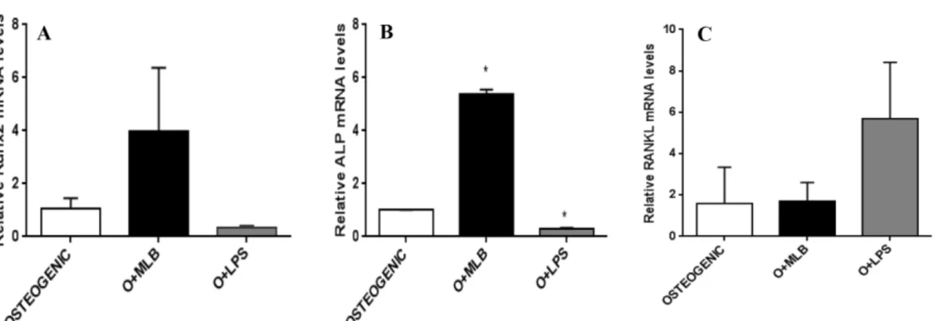 Fig. 4.  n-Butanol mulberry leaves enhanced osteogenesis in PDL cells and suppressed expression of bone marker genes by LPS in osteogenic differentiation condition