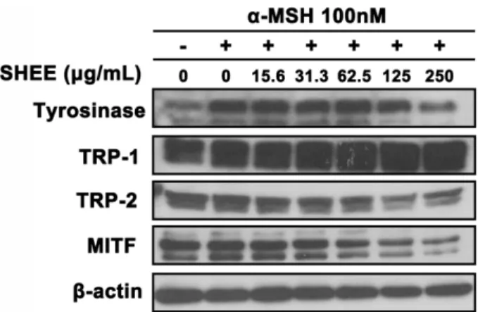 Fig. 4. Effects of SHEE on the expression of melanogenesis- melanogenesis-related proteins in B16F10 cells