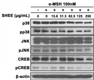 Fig. 9. Effects of SHEE on the phosphorylation of p38 and JNK, CREB in B16F10 cells. Cells were exposed to α-MSH 100 nM with various concentrations of SHEE for 3 hr
