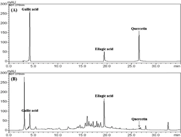 Fig. 3. HPLC chromatograms of a standard solution (A, each 100 mg/mL) and 70% ethanol extract of non-processed Sanguisorbae Radix (B) at wavelength 270 nm (I) and 370 nm (II).