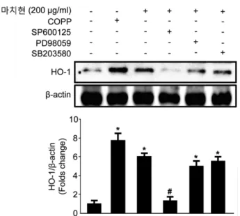 Fig. 6. Effects of HO-1 expression and JNK activation by Portulaca oleracea 70% EtOH extracts on H 2 O 2 -induced toxicity in HaCaT cells