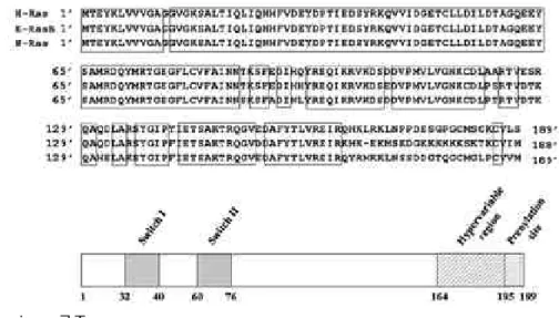 Fig. 1. Ras primary 구조.