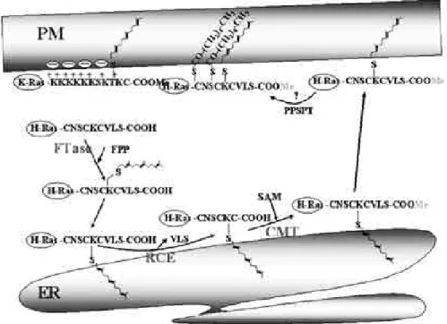 Fig. 2. Ras 단백질의 Post-translational modification