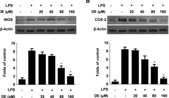 Fig. 3. Effects of DE on protein iNOS (A) and COX-2 (B) expression in BV2 microglia stimulated with LPS