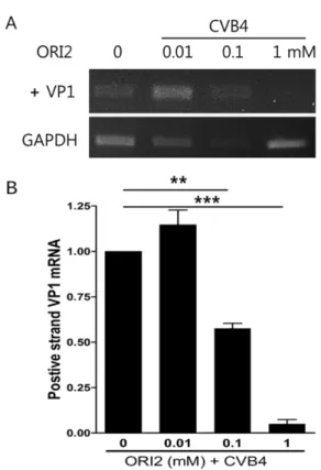 Fig. 5. ORI2 inhibit CVB4 gene amplification. CVB4 gene amplification was confirmed by rt-PCR