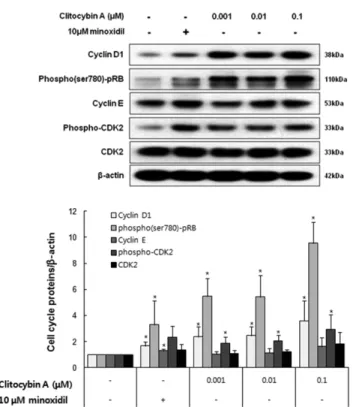 Fig. 5. The effect of Clitocybin A on the level of phospho- phospho-ERK1/2 in DPCs. Immortalized DPCs were treated with  Cli-tocybin A (0.001, 0.01 and 0.1 µM) and minoxidil (10 µM) for 24 h