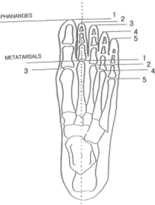 Figure 2. Example  of  relative  length  projection  of  the  metatarsals  and  the  phalanges  (from  Calliet 3 ).
