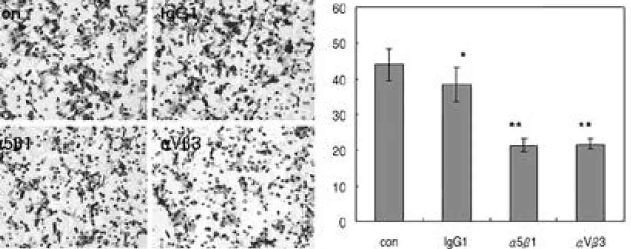 Fig. 2. Migration of HOS cells: effects of different integrins. The number of cells indicated is the mean±SD counted per well.
