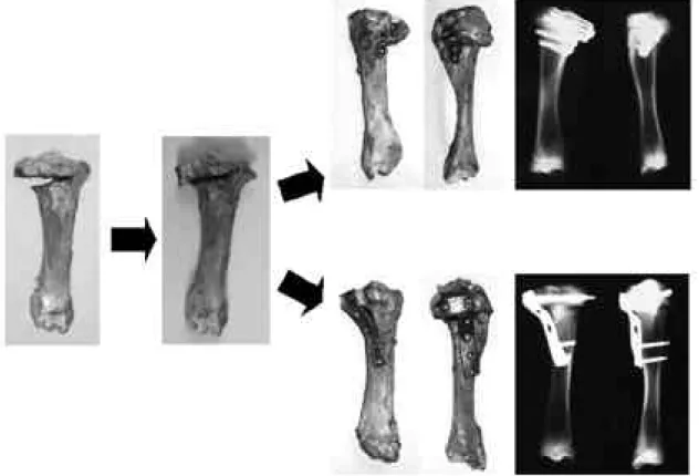 Fig. 2. Lateral close wedge osteotomy was performed. After closing the wedge, either L-plate or RSP was applied to the porcine tibiae.