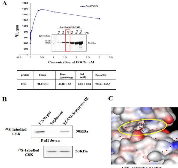 Fig. 2.  in vitro interaction of CSK with  3 H-EGCG. A. specific binding assay for CSK and EGCG