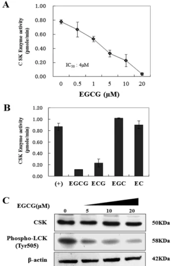 Fig. 4. EGCG inhibition of Cell growth and focus formation mediated by CSK knockout MEF cell lines