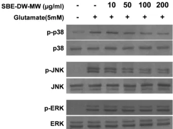 Fig. 6. Effects of SBE-DW-MW on glutamate-induced MAPKs phosphorylation in HT22 cells