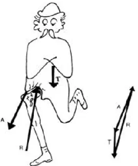 Fig. 1. Force equilibrium. The three forces acting on the hip joint balance one another to keep the body in equilibrium