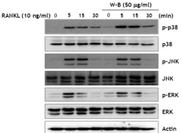 Fig. 3. WBB-inhibits RANKL-induced MAP kinase activity.