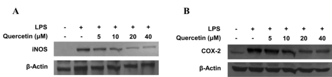 Fig. 5. Effects of quercetin on NO and PGE 2  production in RAW264.7 macrophages stimulated with LPS