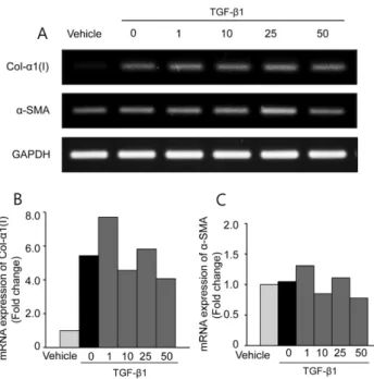 Fig. 7. Inhibitory effects of CJ-R extract on TGF-β1 induced hepatic stellate cells activation in a dose-dependent manner