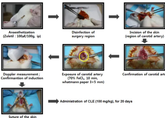 Fig. 1. Experimental scheme of topical FeCl 3 -induced carotid artery damage and administration of CLE in rats.