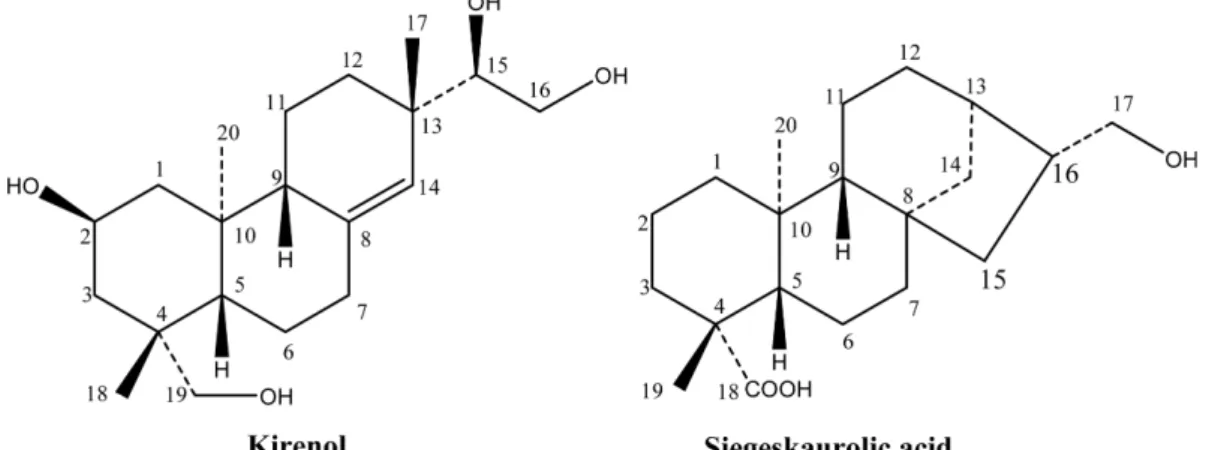 Table I.  1 H- and  13 C-NMR data of compound 1 isolated from  S. glabrescens Number 1 H 13 C 1 1.37 (1H, m), 2.10 (1H, d, J = 11.4 Hz) 49.3 2 4.21 (1H, m) 63.7 3 1.34 (1H, m), 2.89 (1H, d, J = 12.0) 45.6 4 - 40.8 5 1.32 (1H, t-like) 55.4 6 1.34 (1H, m), 1