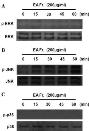 Fig. 4. Effects of Siegesbeckia Herba  ethyl acetate fraction on Nrf-2 nuclear translocation in HT22 cells