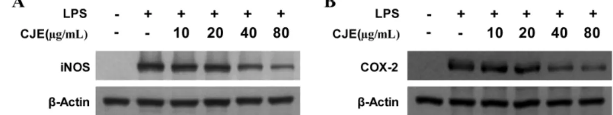Fig. 4. Effects of CJE on nitrite (A), PGE 2  (B) production in RAW264.7 macrophages stimulated with LPS