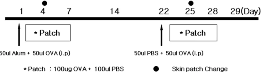 Fig. 1. Schematic diagram of ovum albumin and aluminum hydroxide-induced AD in the sensitization protocol.
