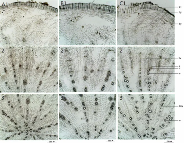 Fig. 1. Photomicrographs of the transverse sections of the tap roots of Platycodon grandiflorum.