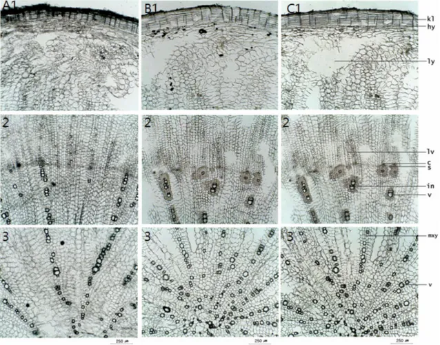 Fig. 2. Photomicrographs of the transverse sections of the tap roots of Platycodon grandiflorum.