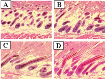 Fig. 5. Effects of Cornus officinalis and animal milk fermented with  Lactobacillus rhamnosus on morphological change in C57BL/6 mice
