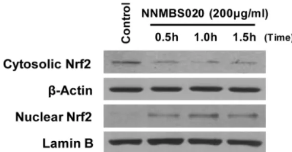 Fig. 5. Effects of NNMBS020-induced ERK pathway activation on HO-1 expression and glutamate-induced neurotoxicity