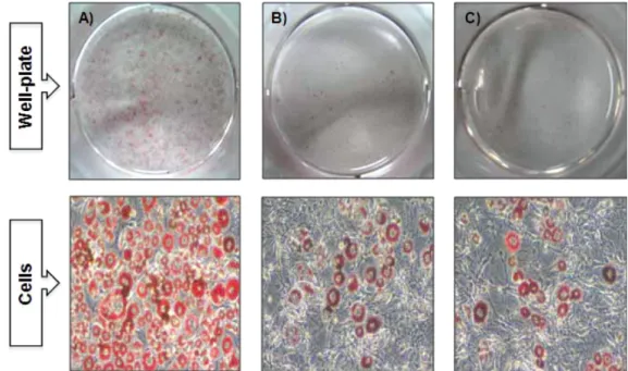 Fig. 3. Effect of Maydis stigma(MS) water extract on PPARγ and C/EBPa expressions in 3T3-L1 adipocytes