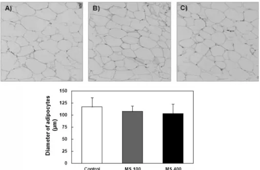 Fig. 10. Effect of Maydis stigma water extract on size of adipocyte tissue in db/db mice