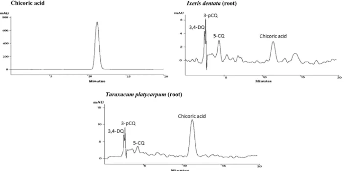 Fig. 4.  HPLC chromatogram of the extracts of a standard compound (chicoric acid), and  I