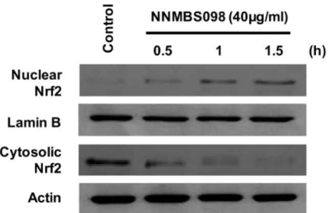 Fig. 6. Effects of NNMBS098-induced MAPK activation on HO-1 expression and glutamate-induced neurotoxicity in HT22 cells.