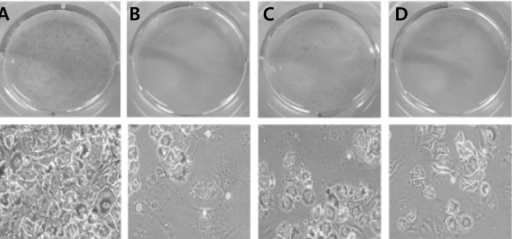 Fig. 2.  The effects of the isolated compounds on lipid accumulation in 3T3-L1 adipocytes