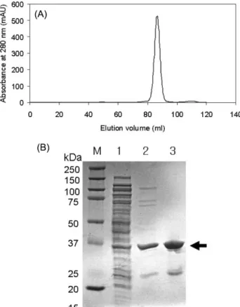 Fig. 2. Analysis of rhAKR1B10 by gel permeation chromato- chromato-graphy (A) and SDS-PAGE (B).