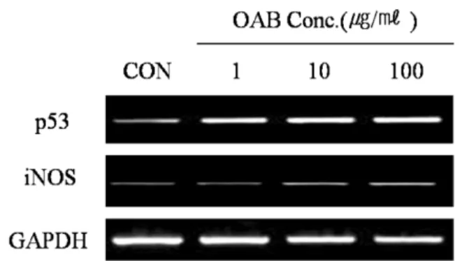 Fig. 4.  Effect of OAB on the p53 and iNOS gene expression in HL60 cell and RAW264.7 cell
