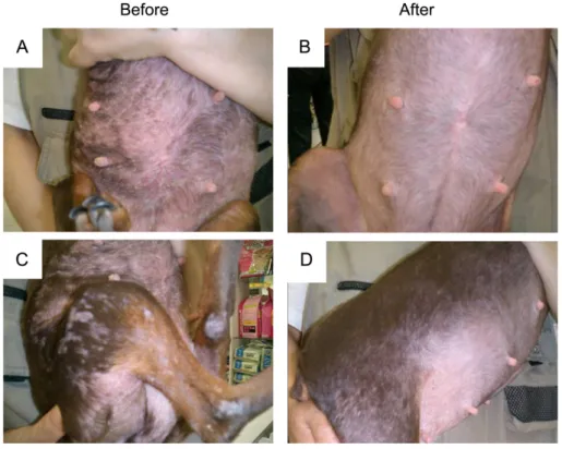 Fig. 4. Visual effect of PG102 on atopic dermatitis. 