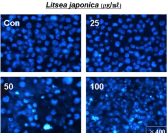 Fig. 3. The degree of apoptosis represented as the fluorescent image of nuclei in cells by fluorescent microscope