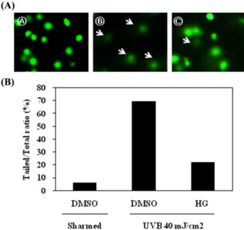 Fig. 3. DNA protection effect of HG ( Astragalus mem- mem-branaceus ) 70% EtOH extract on UVB-induced cell damage in HaCaT cell system