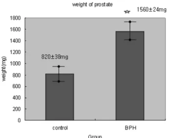 Fig. 3. Histologic findings from specimen of the prostate in the rat model of benign prostate hyperplasia (BPH).