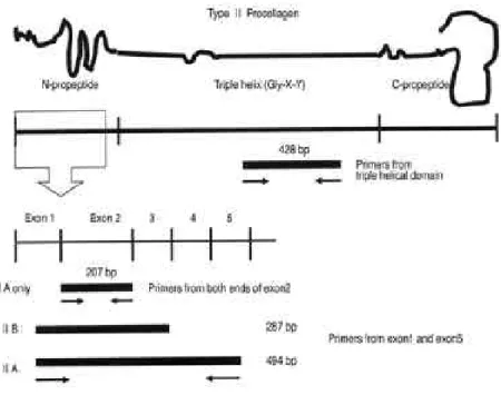 Fig. 1. Primer design for PCR. Primers from both ends of exon 2 of the human type II collagen sequence for type IIA transcript and primers from exon 1 and exon 5 for relative amount of both transcripts (IIA and IIB)