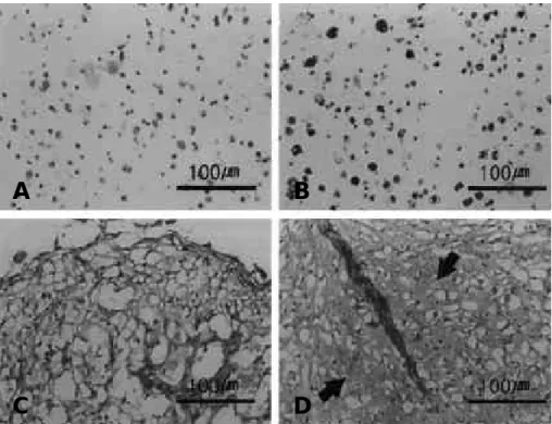 Fig. 5. (A, D) Immunohistochemical staining for type II collagen of hMSCs. (A) Chondrogenesis 7th day and (B) 28th day in alginate bead