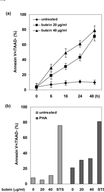 Fig. 3.  Activation of caspase-3 in the butein-induced apoptosis.