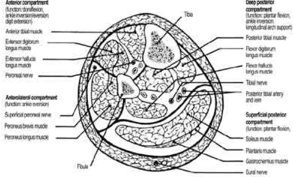 Fig. 2. Technique of Whitesides for determination of tissue pressure. (A) Tissue pressure is measured by determing amount of pres- pres-sure within closed system required to overcome prespres-sure within closed compartment and inject minute amount of salin