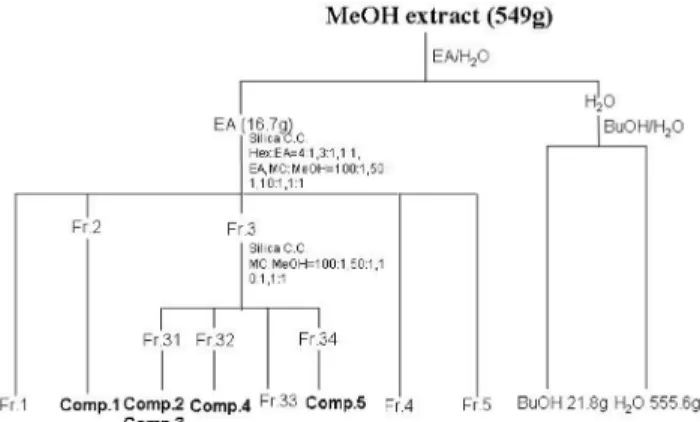 Fig 1. SiO 2  TLC profile of the EtOAc fractions of xBrassicoraphanus  developing solvent:  n -hexane/EtOAc=1:1, detection: H 2 SO 4
