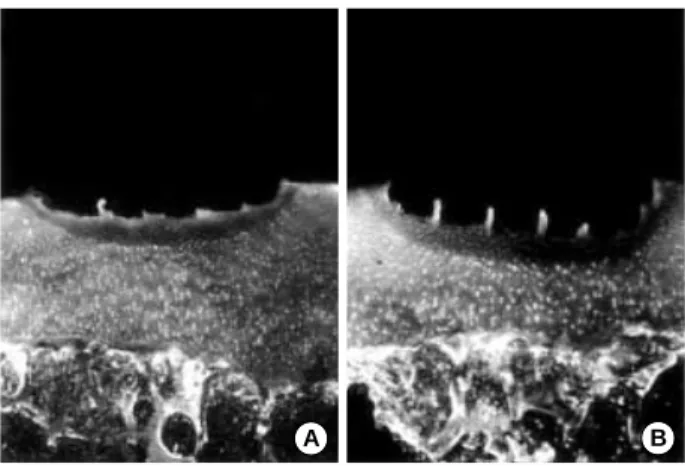 Fig. 5. Confocal microscopic images of cartilage treated in contact mode at power setting S3 (calcein-AM/ethidium homodimer-1 stain,