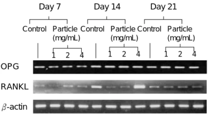 Fig. 7. Polymerase chain reaction analysis of OPG mRNA and RANKL mRNA in different doses of particles.