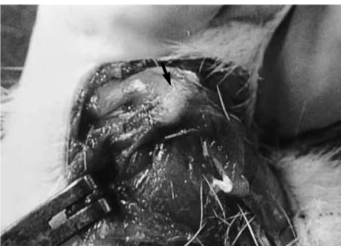Fig. 2. Defect of the  tendon  is covered with granulation tissue at 4 weeks after the operation (arrow).