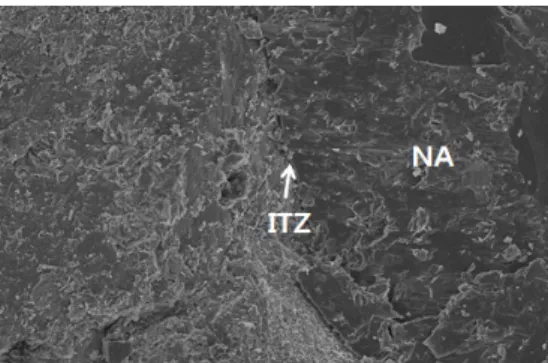 Fig. 7. SEM image of NAC-F1 sample  (x500)